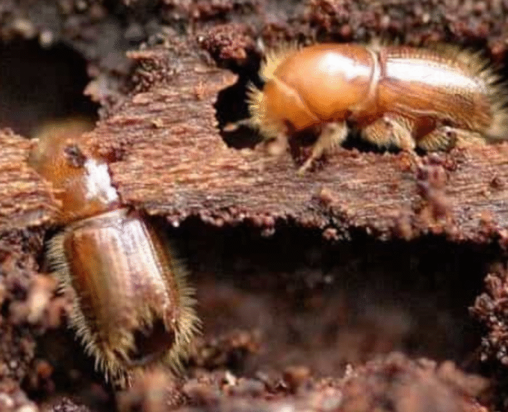 WOODBORER CONTROL SERVICE BY PESTERASER.IN