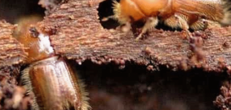 WOODBORER CONTROL SERVICE BY PESTERASER.IN