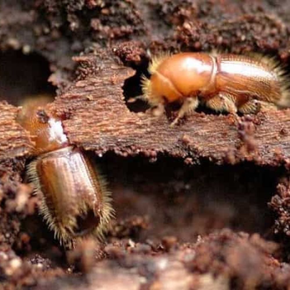 WOODBORER CONTROL SERVICE BY PESTERASER.IN