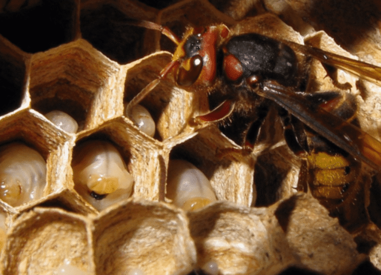 honeybee hive removal-pesteraser