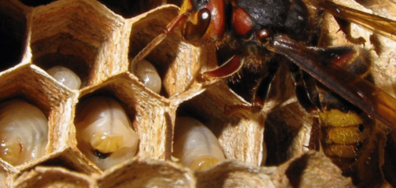 honeybee hive removal-pesteraser