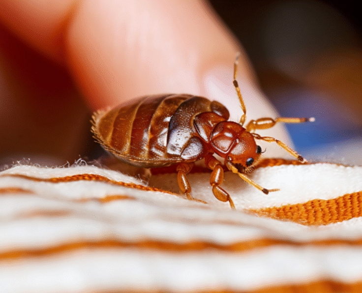 bedbug control services