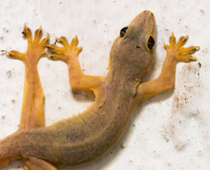 Lizard Control Services pesteraser