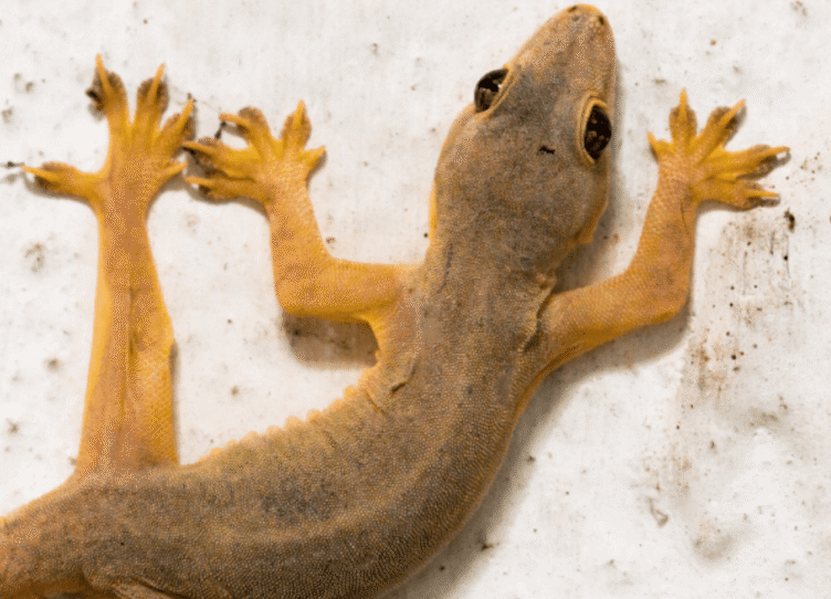Lizard Control Services pesteraser