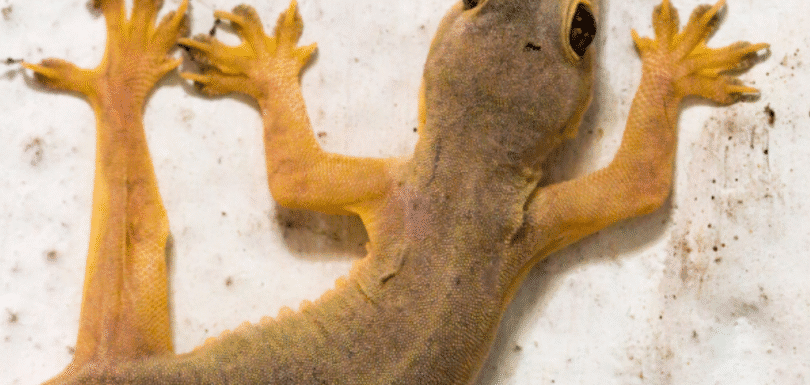 Lizard Control Services pesteraser