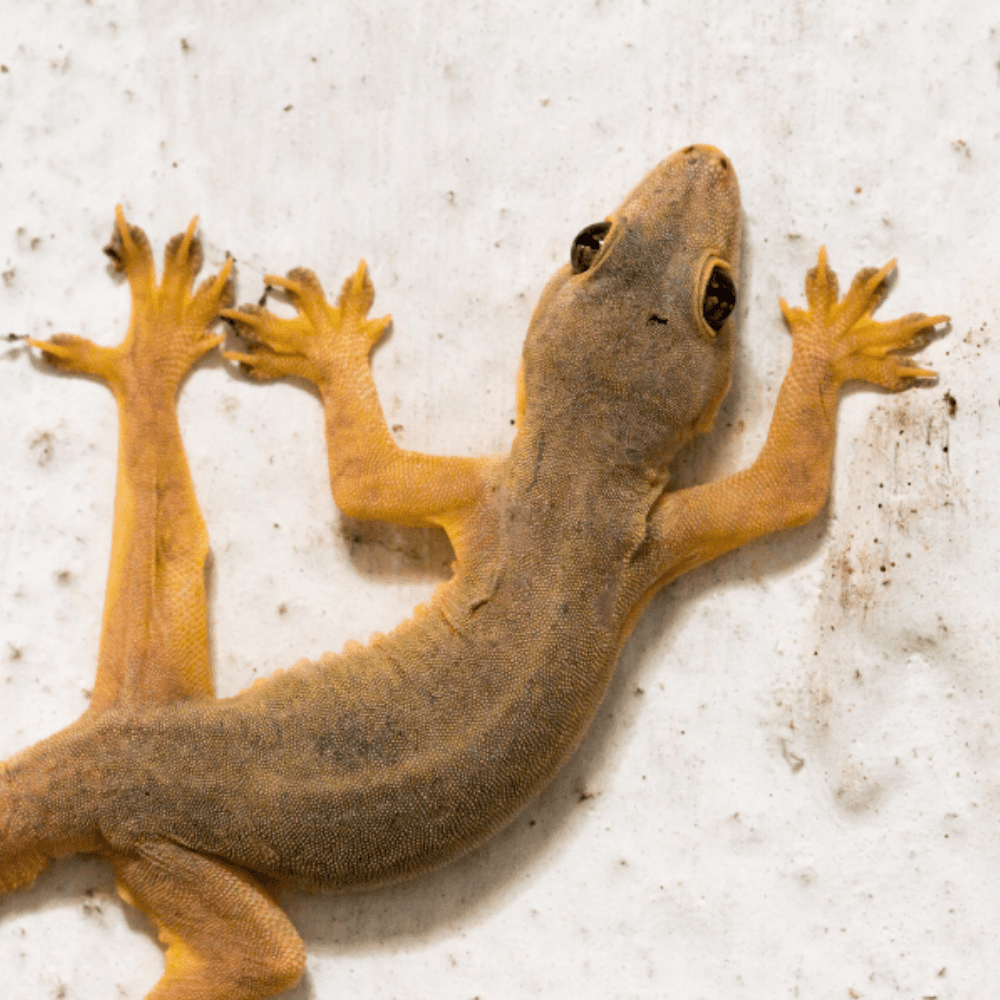 Lizard Control Services pesteraser