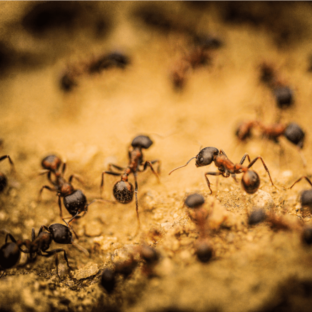 ant control services by pesteraser