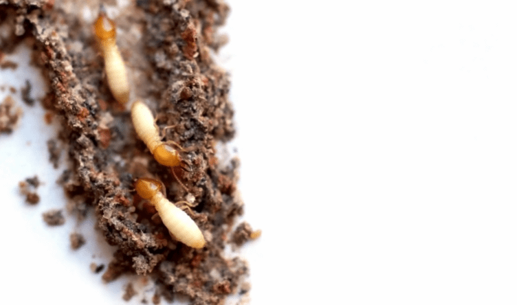 Anti Termite treatment
