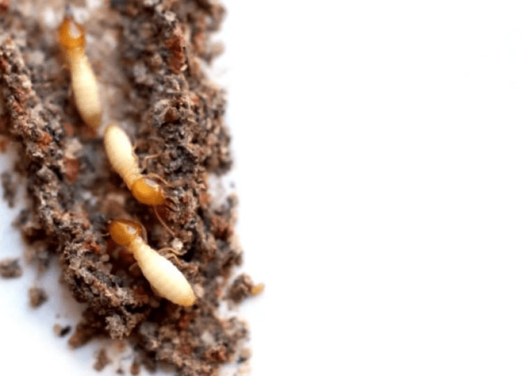 Anti Termite treatment