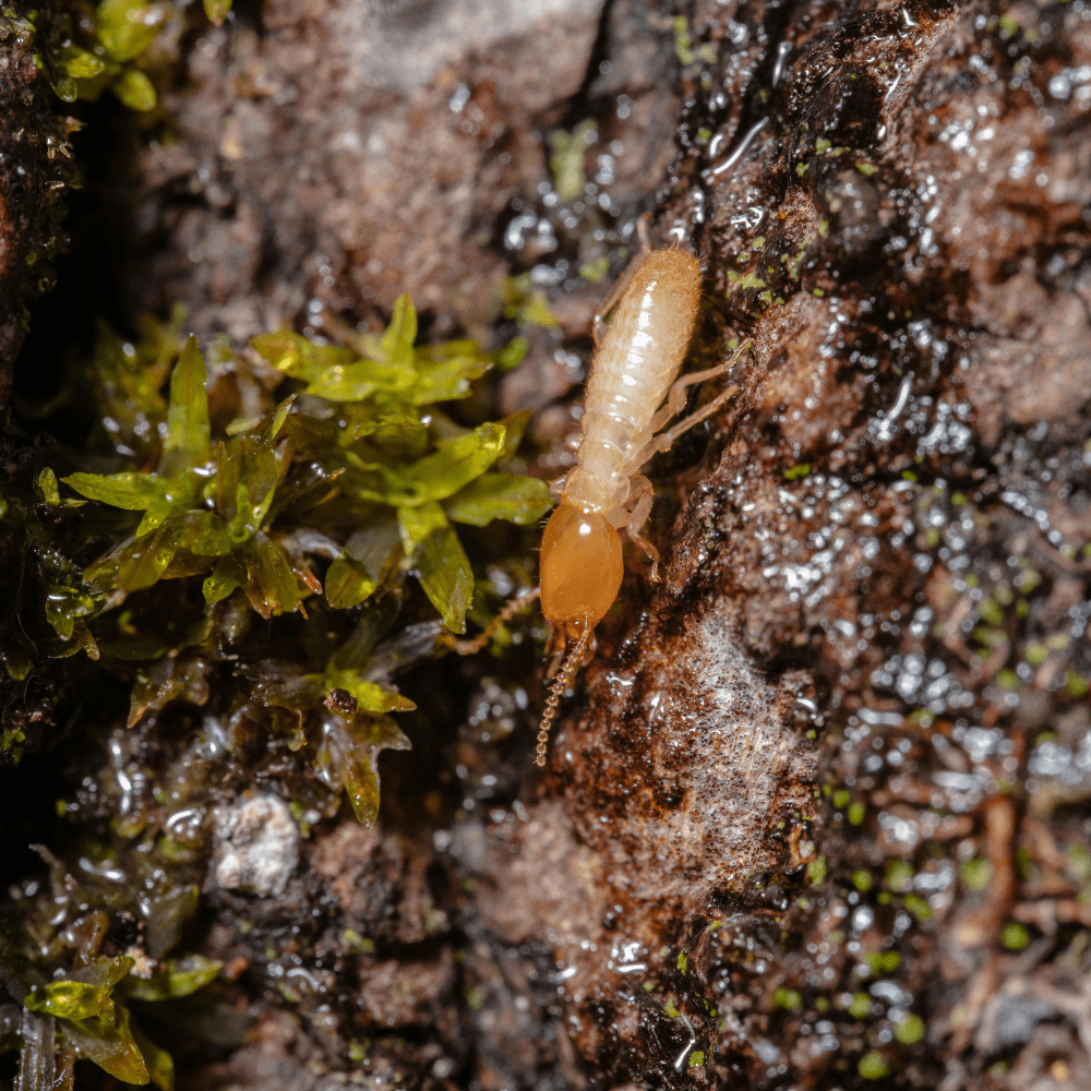 Anti Termite treatment Chennai