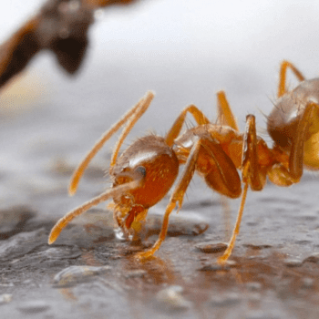 Crazy Ants pesteraser