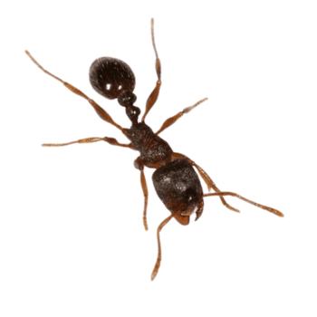 Pavement Ants pesteraser.in