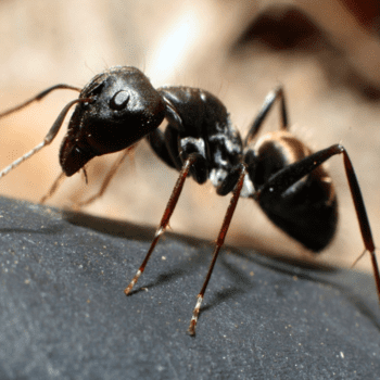 carpenter ants pesteraser