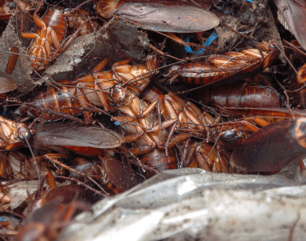 cockroach india - pesteraser