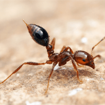 fireant-pest eraser