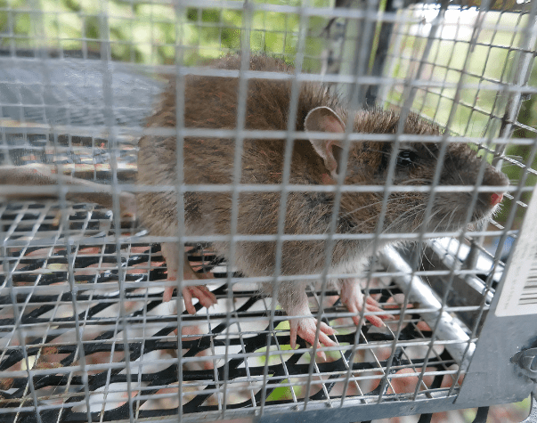 ratcontrol service -pesteraser