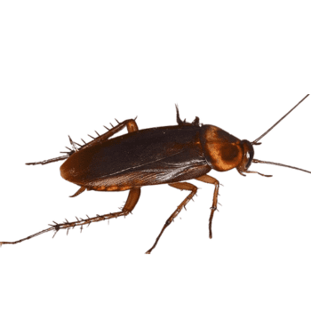 American Cockroach-pesteraser.in