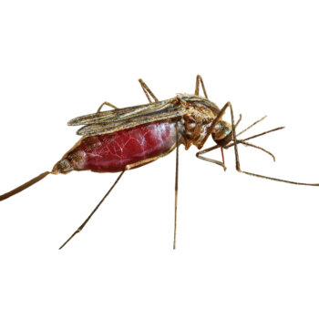 Anopheles Mosquitoes -pesteraser.in