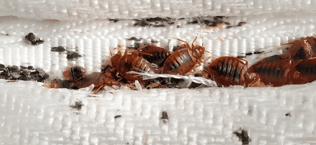 BEST BEDBUGS CONTROL SERVICES CHENNAI - PESTERASER.IN