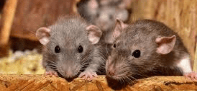 BEST RAT RODANT CONTROL SERVICE IN CHENNAI- PESTERASER.IN