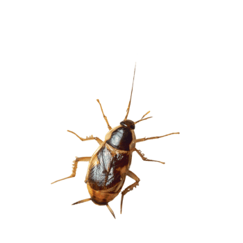 Brownbanded Cockroach-pesteraser.in