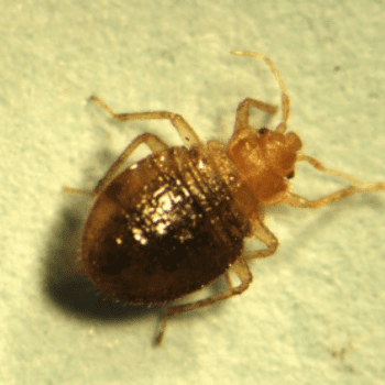 Cimex hemipterus pesteraser