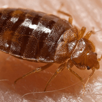 Cimex spp pesteraser