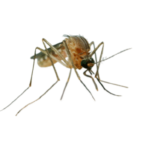 Culex quinquefasciatus -pesteraser.in