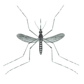 Culex tarsalis -pesteraser.in