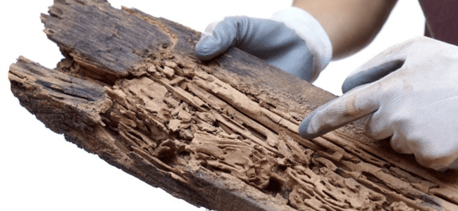 FINEST WOODBORER CONTROL SERVICES CHENNAI -PESTERASER.IN