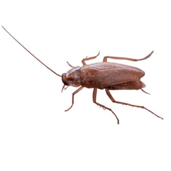 German Cockroach-pesteraser.in