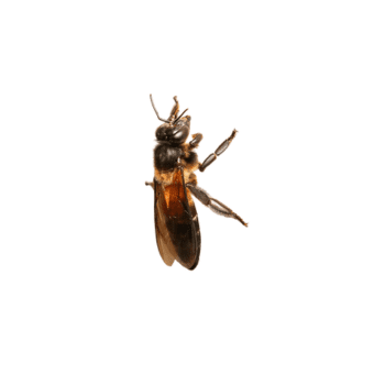 Giant honey bee (Apis dorsata) Apis dorsata-PESTERASER.IN
