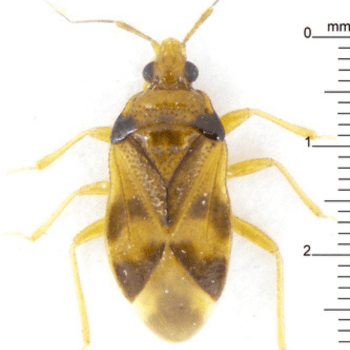 Haematosiphon inodorus pesteraser