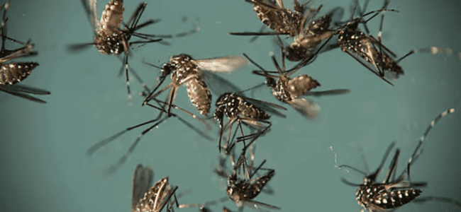 MOSQUITO CONTROL SERVICE IN CHENNAI BY PESTREASER.IN