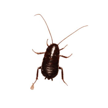 Oriental Cockroach-pesteraser.in