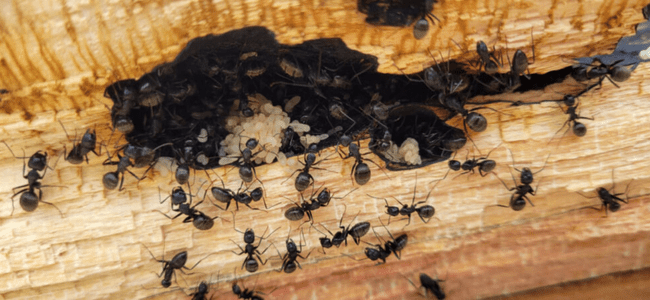 TOP BEST ANTS CONTROL SERVICES BY PESTERASER.IN