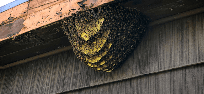 TOP BEST BEHIVE REMOVAL CONTROL SERVICES BY PESTERASER.IN