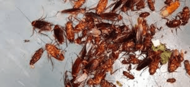 TOP BEST COCKROACH CONTROL SERVICES BY PESTERASER.IN