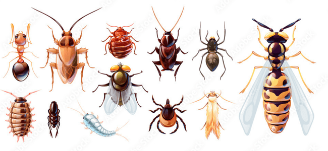 TOP BEST GENERAL PEST CONTROL SERVICES BY PESTERASER.IN