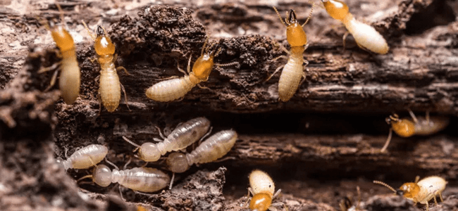 TOP BEST TERMITE CONTROL SERVICES CHENNAI -PESTERASER.IN