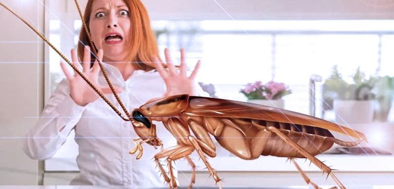 cockroaches