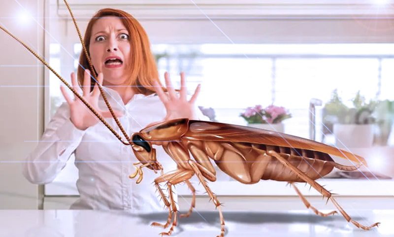 Cockroach Hunter Insect A Homeowner's Guide to Cockroach Control - Pest Eraser