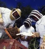 Bee Mortal Foes