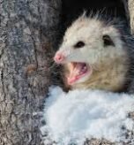 Opossum Hibernation Habits
