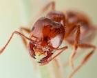 White Ant Bites