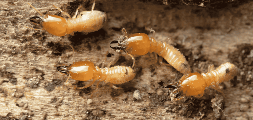 baby termites