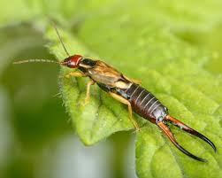 To get rid of earwigs