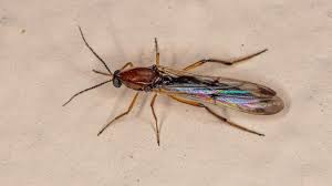 No-See-Um Protection