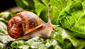 what do snails eat