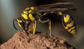 mud dauber wasp